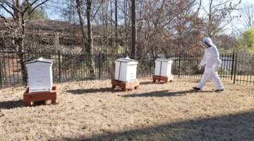 Bee Hives Feature Thumbnail