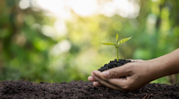 Farmer's hands planted saplings on the ground and the green background blur.