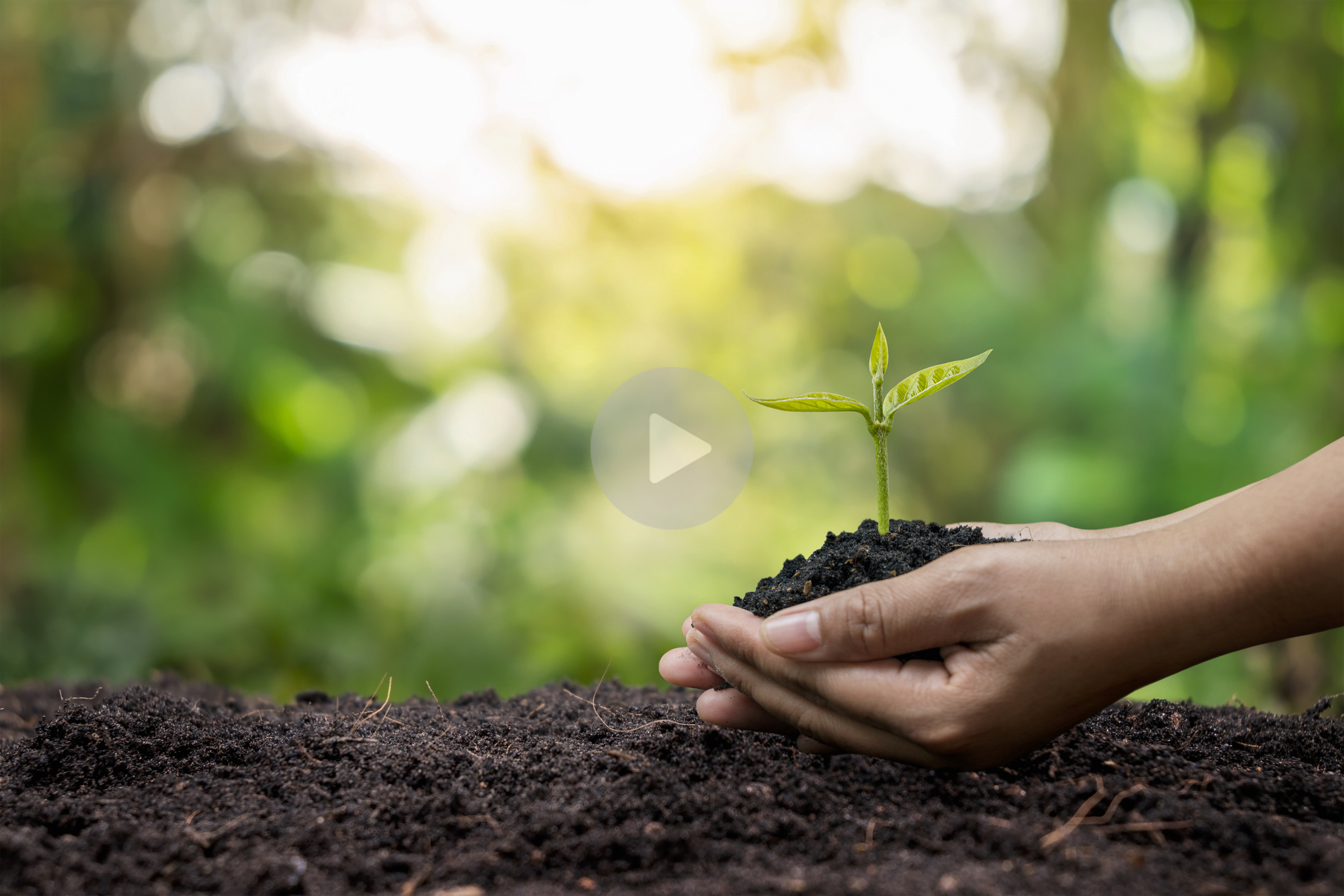 Farmer's hands planted saplings on the ground and the green background blur, with a play button.